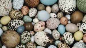 choosing an egg donor (ed) So many choices!