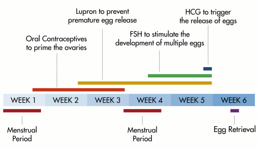the egg donation process
