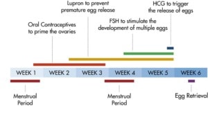 the egg donation process