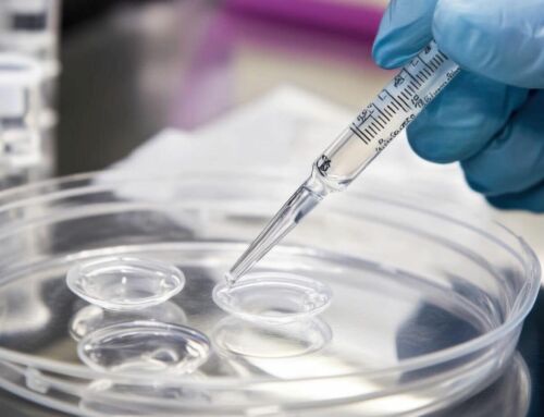 Fresh vs. Frozen Eggs: The Pros and Cons